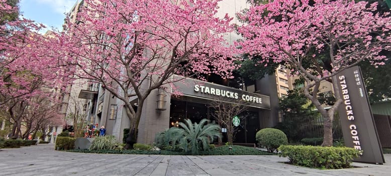 linkou, Taiwan - Jan 31, 2022 : Starbucks in linko, New Taipei City, Taiwan during springtime with full bloom sakura tree..