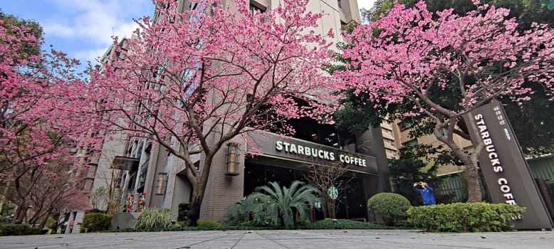 linkou, Taiwan - Jan 31, 2022 : Starbucks in linko, New Taipei City, Taiwan during springtime with full bloom sakura tree..