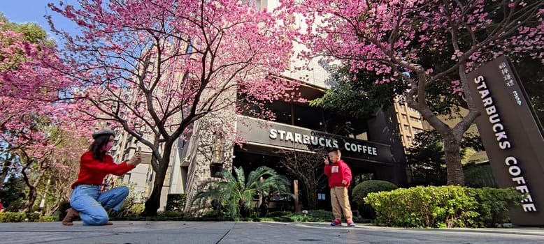 linkou, Taiwan - Jan 31, 2022 : Starbucks in linko, New Taipei City, Taiwan during springtime with full bloom sakura tree..