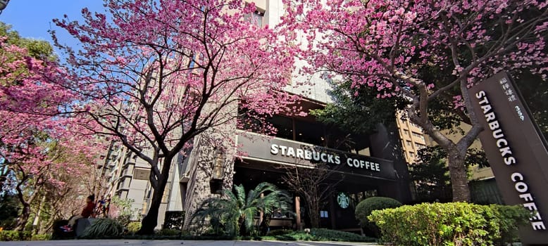 linkou, Taiwan - Jan 31, 2022 : Starbucks in linko, New Taipei City, Taiwan during springtime with full bloom sakura tree..