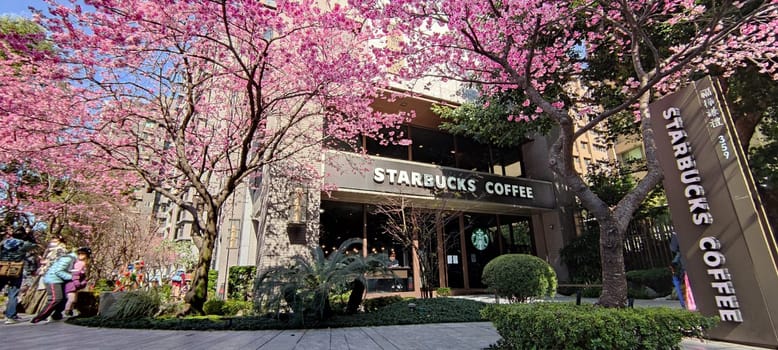 linkou, Taiwan - Jan 31, 2022 : Starbucks in linko, New Taipei City, Taiwan during springtime with full bloom sakura tree..