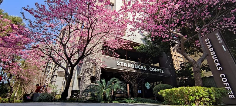 linkou, Taiwan - Jan 31, 2022 : Starbucks in linko, New Taipei City, Taiwan during springtime with full bloom sakura tree..
