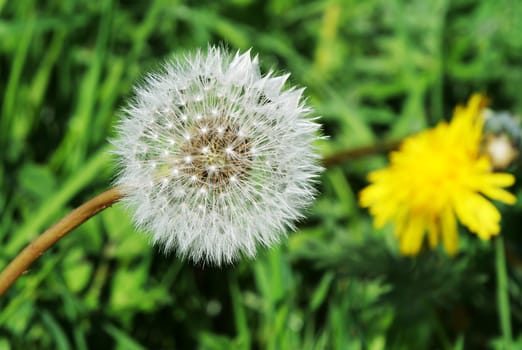 a dandelion seed in the countrysid