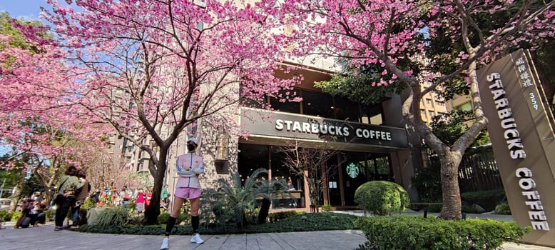 linkou, Taiwan - Jan 31, 2022 : Starbucks in linko, New Taipei City, Taiwan during springtime with full bloom sakura tree..