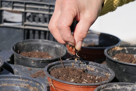 a close up of woman hands gardening
