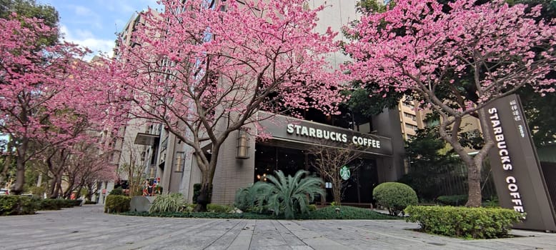 linkou, Taiwan - Jan 31, 2022 : Starbucks in linko, New Taipei City, Taiwan during springtime with full bloom sakura tree..