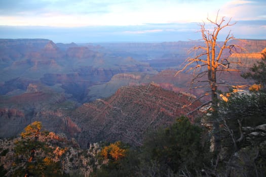 The dead tree standing during the sunset in the Grand Canyon National Park in Arizona