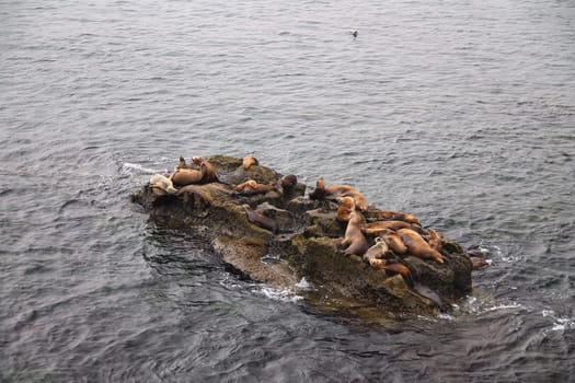 The sea lions laying on the rock in the middle of the Pacific Ocean near California