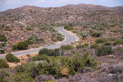The asphalt street in the heart of the Joshua Tree National Park in California