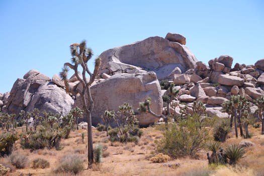 The Yucca tree and the big rocks in the Joshua tree National Park in California