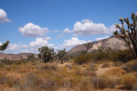 The white clouds in the blue sky over the Joshua Tree National Park in California