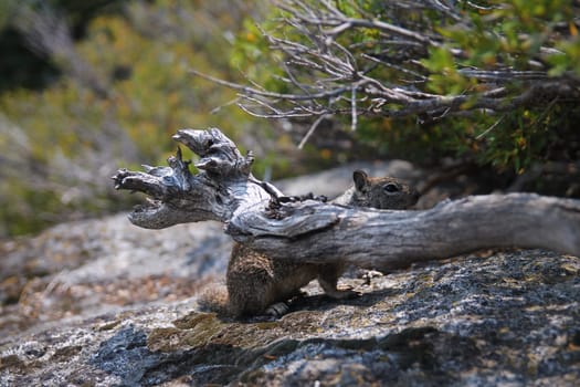 A Squirrel hidden behind a branch in the National Park in California