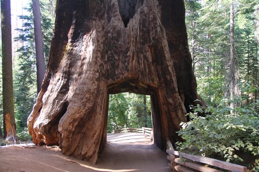 The big hole in the big Sequoia in the Yosemite National Park in California