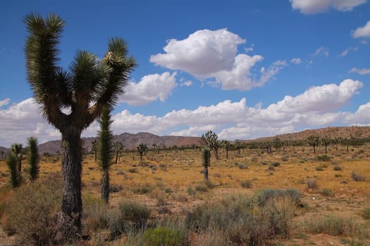The strange trees covering the desert of the Joshua Tree National Park in California in the United States of America