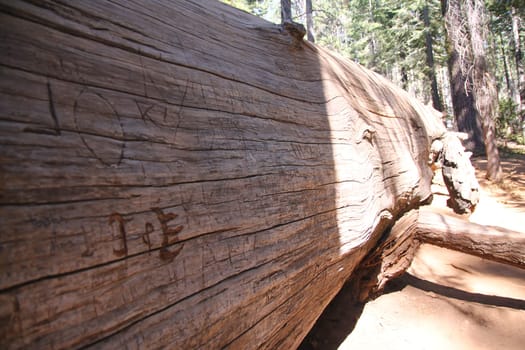 The graven body of a big Sequoia tree in the Yosemite National Park in California