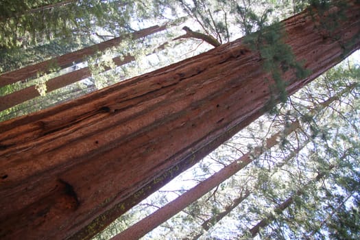 The tall and big Sequoia trees in the Yosemite National Park in California