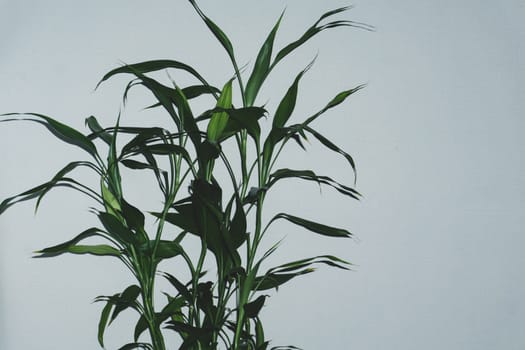 Houseplant leaves close up. foliage of the home plant