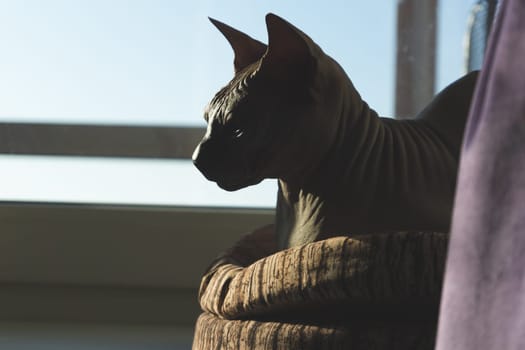 Sphynx hairless cat is resting. adorable purebred pet. domestic animal