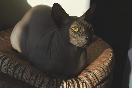 Sphynx hairless cat. adorable domestic pet. purebred animal
