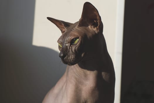 Grey sphynx cat. domestic purebred animal. adorable pet