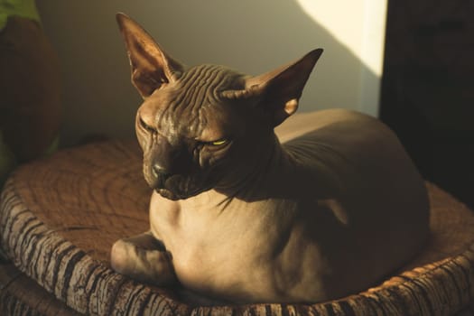 Sphynx hairless cat is resting. adorable purebred pet. domestic animal
