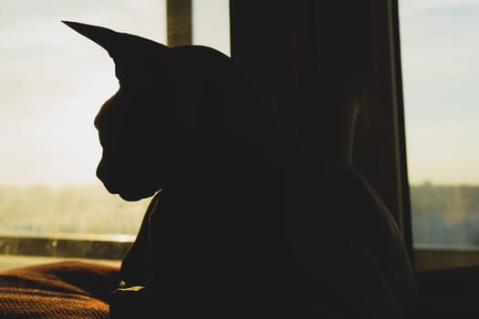 Sphynx cat silhouette. adorable pet. domestic animal