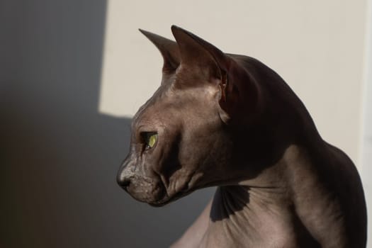 Grey sphynx cat. domestic purebred animal. adorable pet