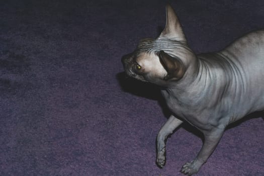 Sphynx cat walks on the carpet. domestic animal. adorable pet
