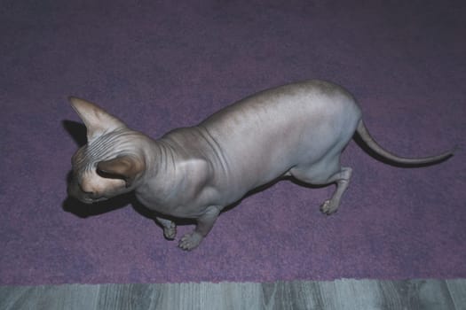 Sphynx cat walks on the carpet. domestic animal. adorable pet