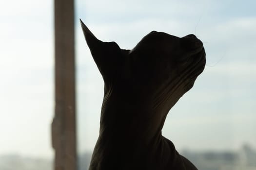 Sphynx cat silhouette. adorable pet. domestic animal