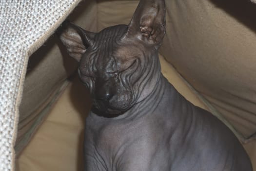 Grey sphynx cat. domestic purebred animal. adorable pet