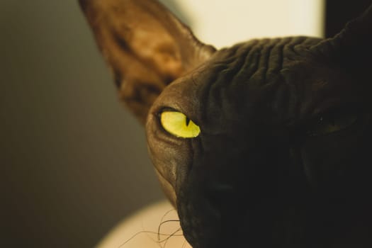 Cat eye close up. sphynx hairless cat. adorable domestic pet