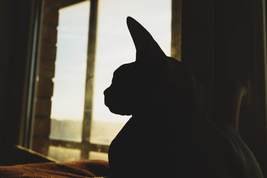 Sphynx cat silhouette. adorable pet. domestic animal