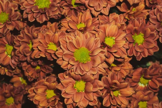 Bouquet of Chrysanthemum flowers. floral background