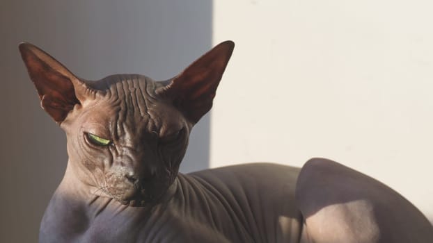 Sphynx hairless cat is resting. adorable purebred pet. domestic animal