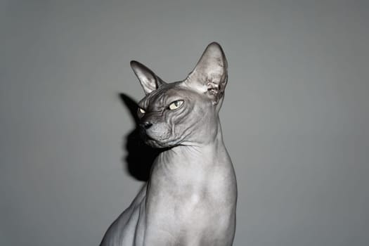 Grey sphynx cat. adorable purebred pet. domestic animal