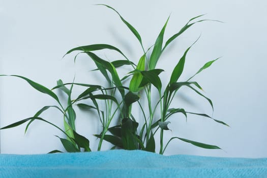Houseplant leaves close up. foliage of the home plant