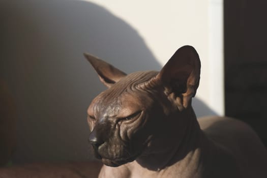 Grey sphynx cat. domestic purebred animal. adorable pet