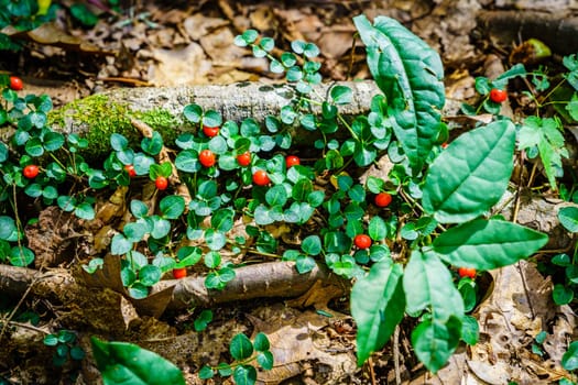 Close-up image of partridgeberry or Mitchella repens
