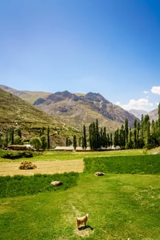 A small farm near Margib village in the mountains of Tajikistan