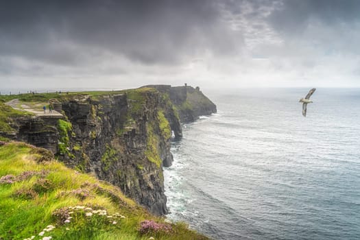 Seabird, Fulmar flying just of the edge of Cliffs of Moher, popular tourist attraction, UNESCO, Wild Atlantic Way, Clare, Ireland
