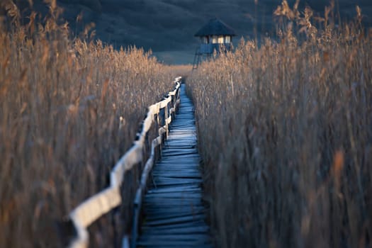 Old wooden boardwalk with a railing on the side and watchtower in the Sic reed reservation, Cluj , Romania