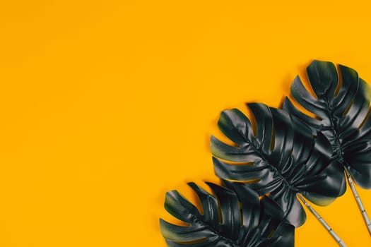 Tropical leaves of monstera plant. Fashion concept, minimalism and surrealism