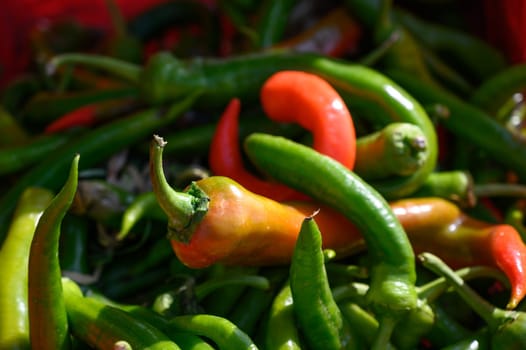 Bright colors of assorted chili peppers fill the basket, showcasing the abundance of summer's harvest.