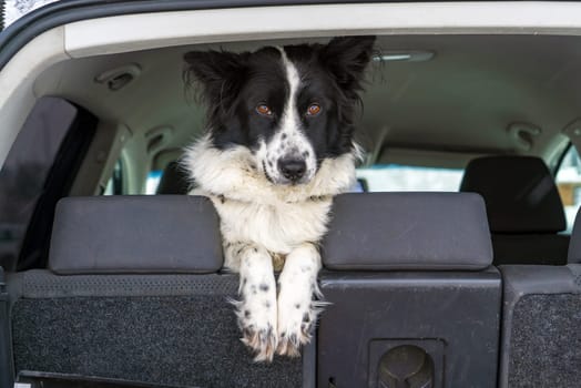 The dog is in the car. He looks out of the car with his paws folded together