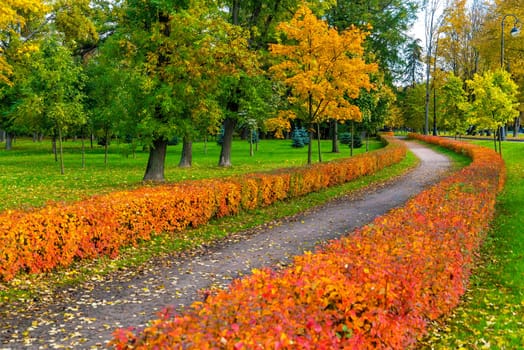 A winding pedestrian path in the autumn park on Krestovsky Island. Saint Petersburg.