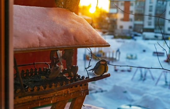 The bird tit sits on a bird feeder in winter at sunset