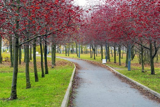 Alley with red mountain ash in the park named after the 300th anniversary of St. Petersburg . Russia.
