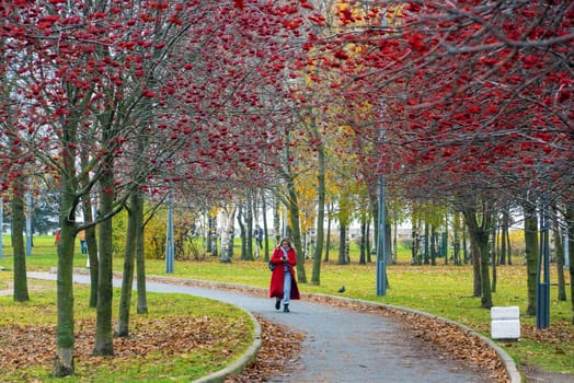 Alley with red mountain ash in the park named after the 300th anniversary of St. Petersburg . Russia.
