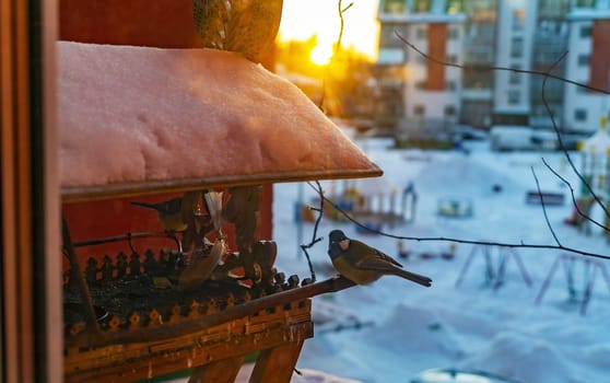 The bird tit sits on a bird feeder in winter at sunset